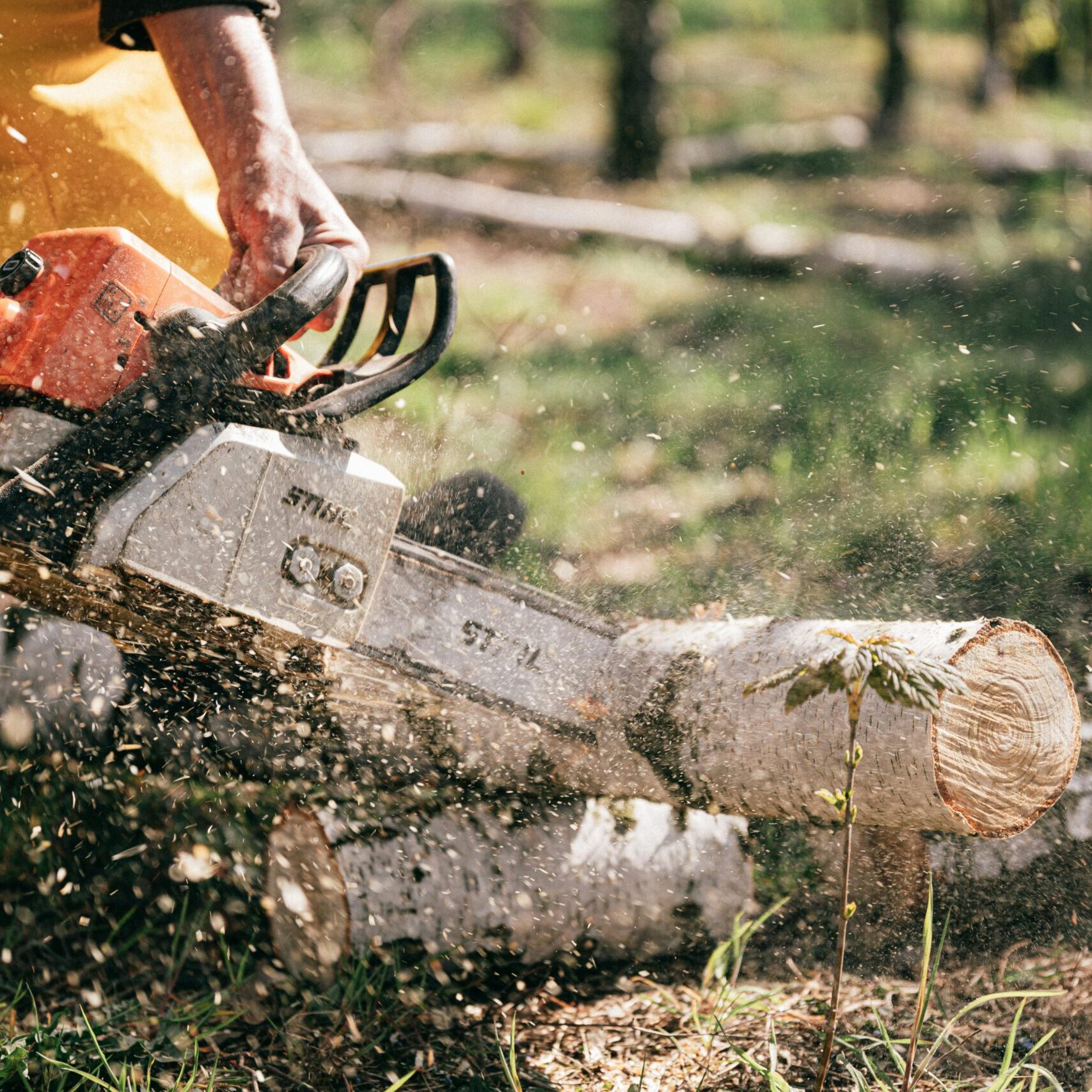 Chainsaw cutting a tree